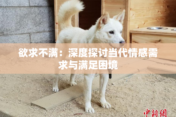 欲求不满：深度探讨当代情感需求与满足困境