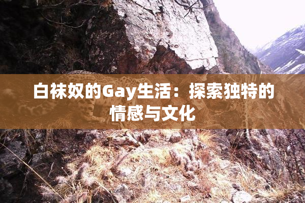 白袜奴的Gay生活：探索独特的情感与文化