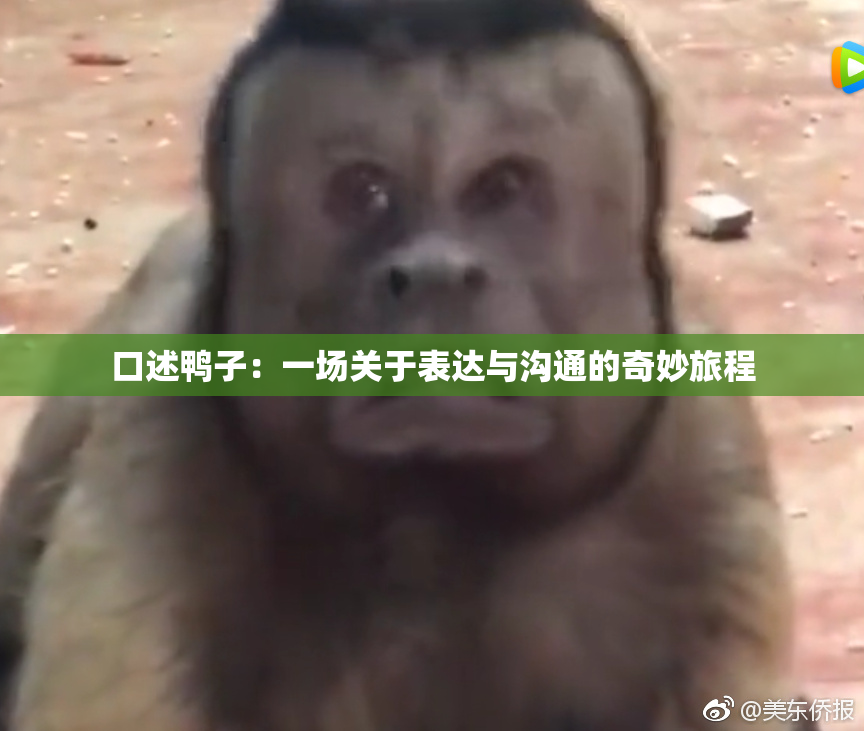 口述鸭子：一场关于表达与沟通的奇妙旅程