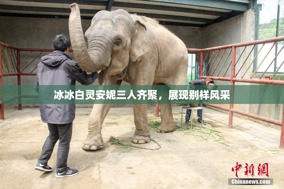 冰冰白灵安妮三人齐聚，展现别样风采