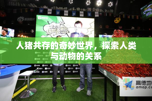 人猪共存的奇妙世界，探索人类与动物的关系