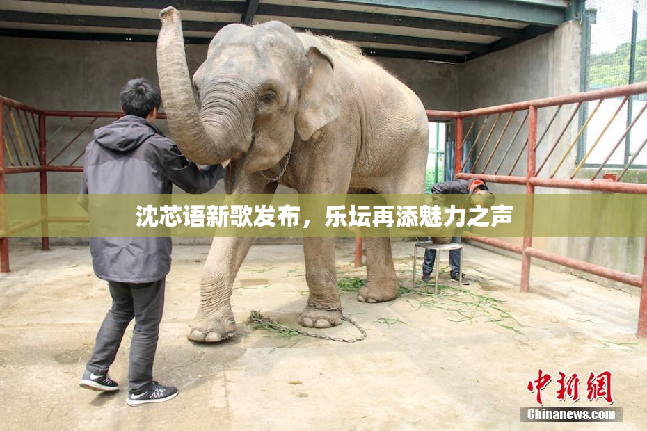 沈芯语新歌发布，乐坛再添魅力之声