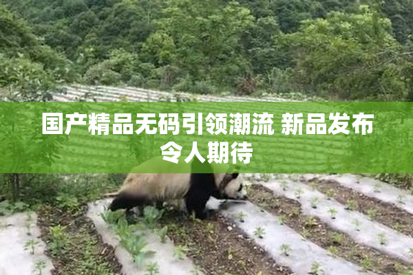 国产精品无码引领潮流 新品发布令人期待