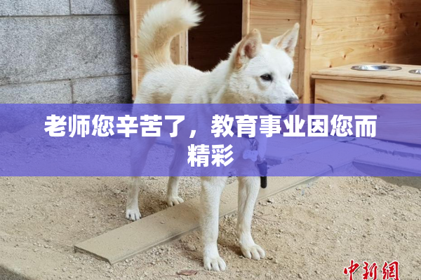 老师您辛苦了，教育事业因您而精彩