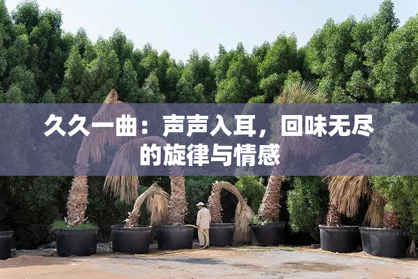 久久一曲：声声入耳，回味无尽的旋律与情感
