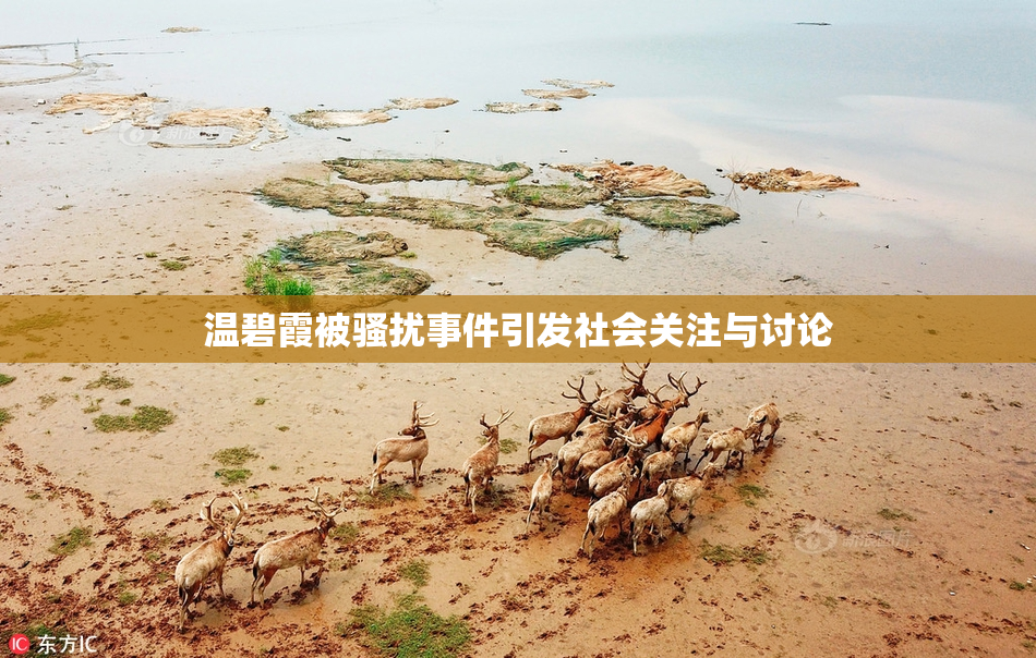 温碧霞被骚扰事件引发社会关注与讨论