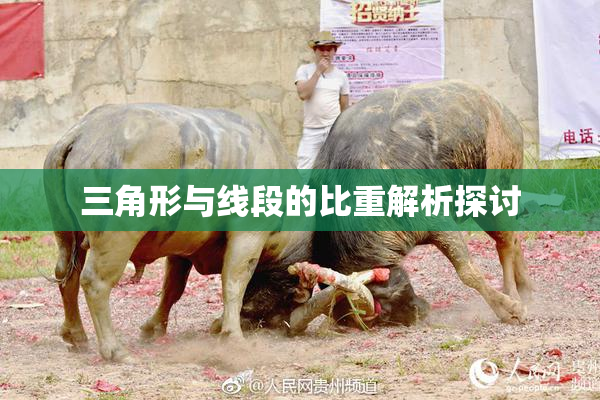 三角形与线段的比重解析探讨