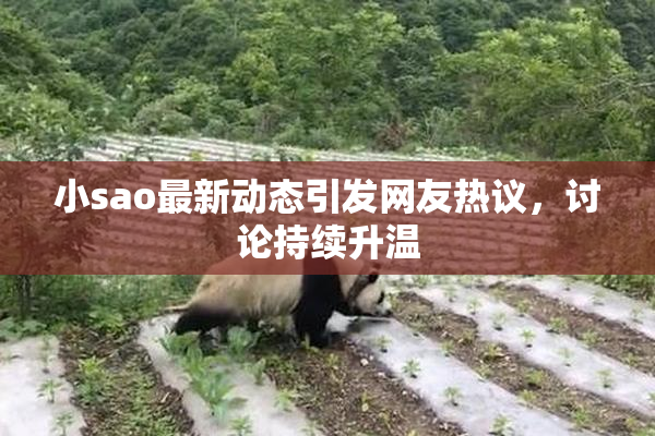 小sao最新动态引发网友热议，讨论持续升温