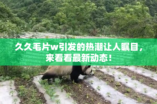 久久毛片w引发的热潮让人瞩目，来看看最新动态！