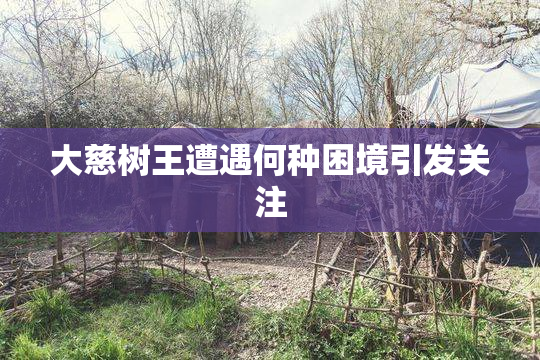 大慈树王遭遇何种困境引发关注