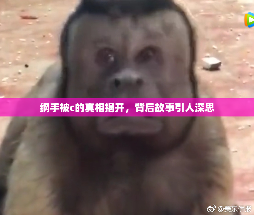 纲手被c的真相揭开，背后故事引人深思