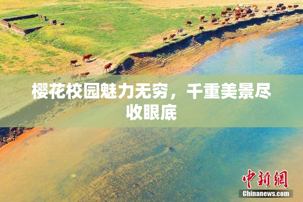 樱花校园魅力无穷，千重美景尽收眼底
