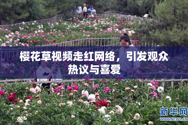 樱花草视频走红网络，引发观众热议与喜爱