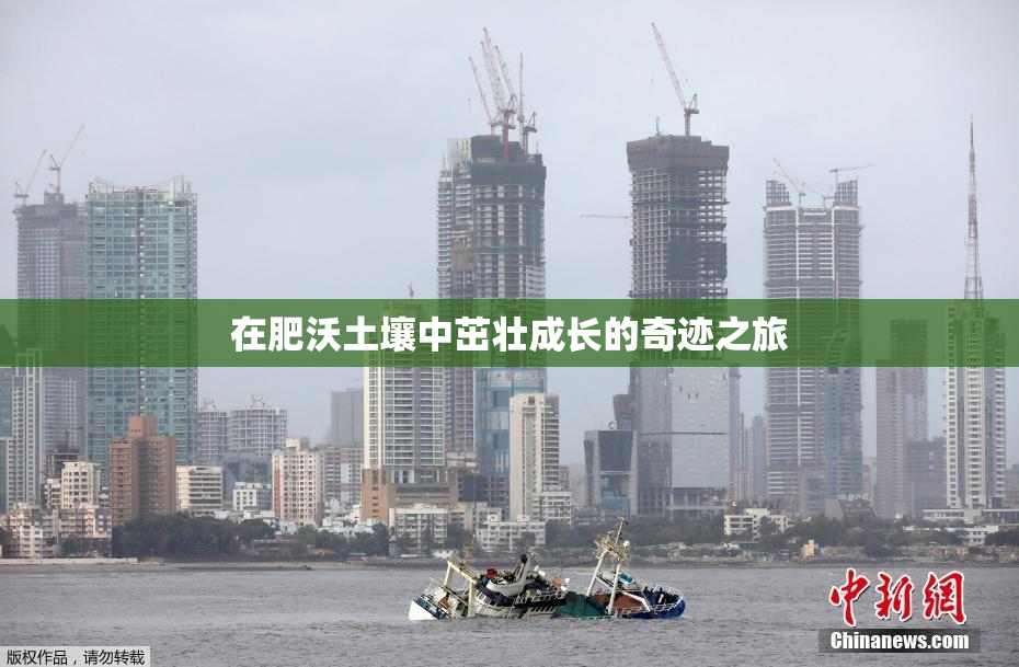在肥沃土壤中茁壮成长的奇迹之旅