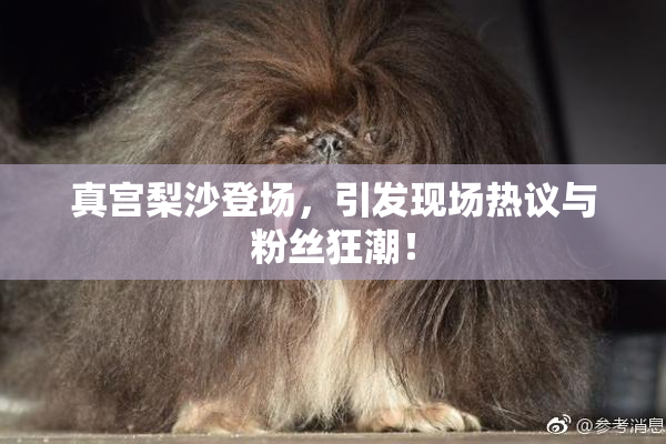 真宫梨沙登场，引发现场热议与粉丝狂潮！