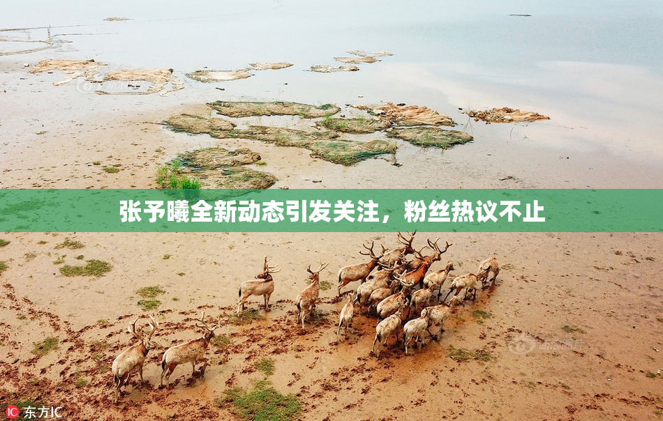 张予曦全新动态引发关注，粉丝热议不止