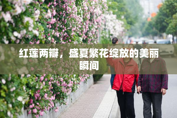 红莲两瓣，盛夏繁花绽放的美丽瞬间