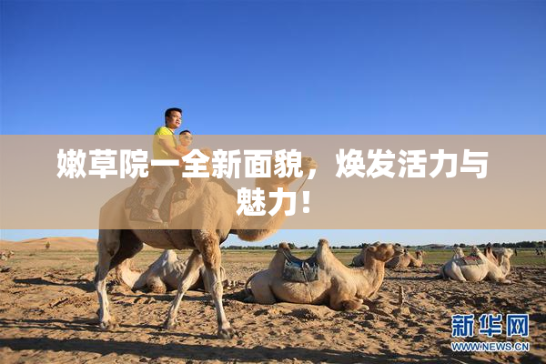 嫩草院一全新面貌，焕发活力与魅力！