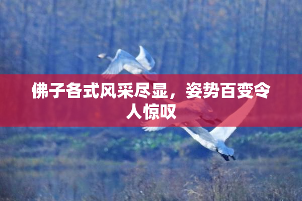 佛子各式风采尽显，姿势百变令人惊叹