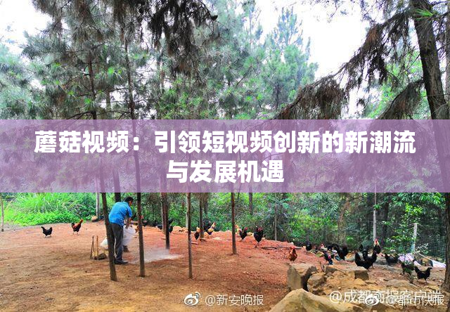 蘑菇视频：引领短视频创新的新潮流与发展机遇