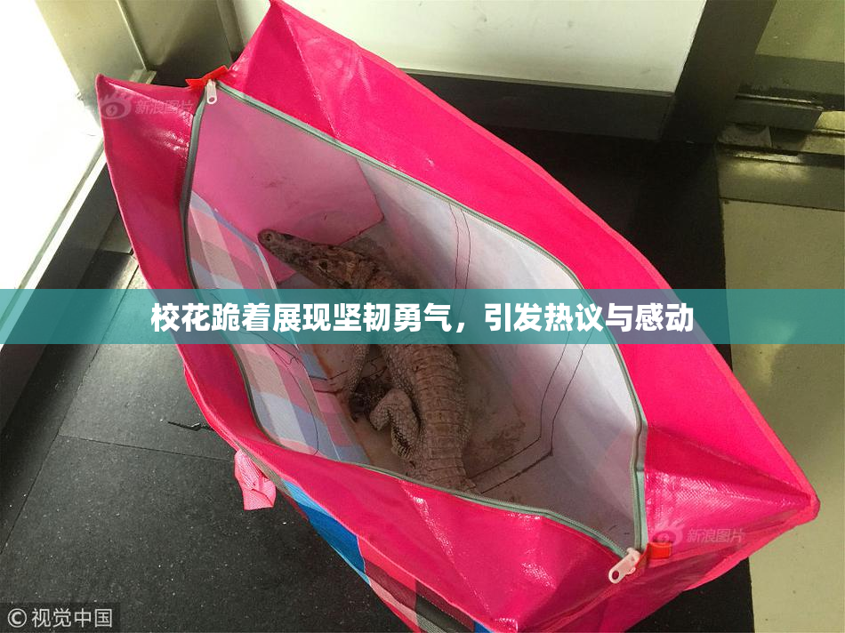校花跪着展现坚韧勇气，引发热议与感动