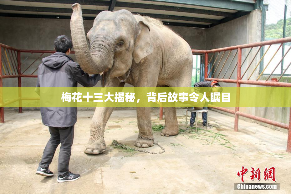 梅花十三大揭秘，背后故事令人瞩目