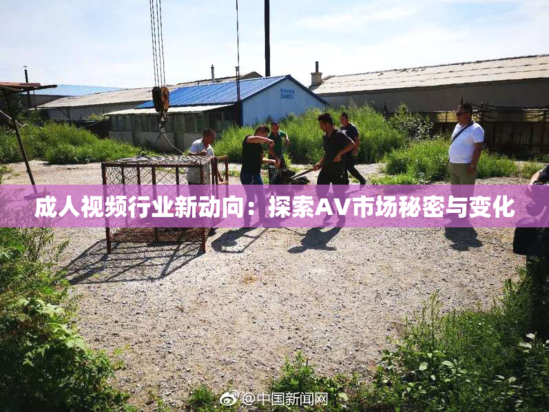 成人视频行业新动向：探索AV市场秘密与变化