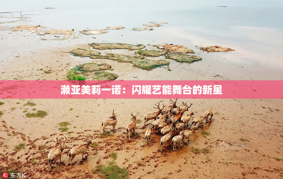 濑亚美莉一诺：闪耀艺能舞台的新星