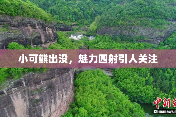 小可熊出没，魅力四射引人关注