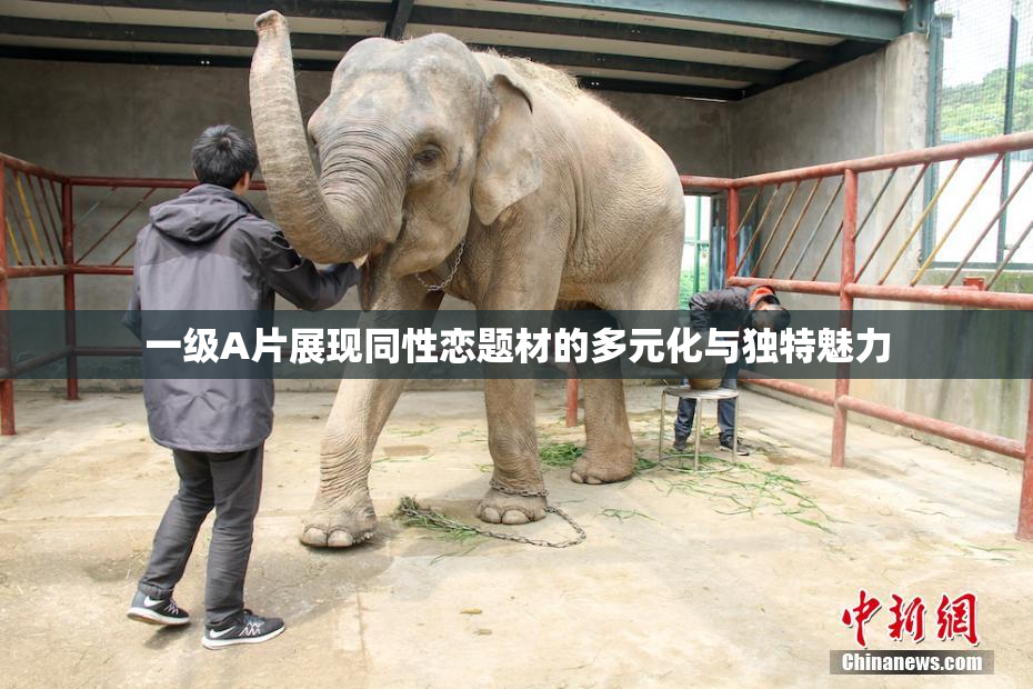 一级A片展现同性恋题材的多元化与独特魅力