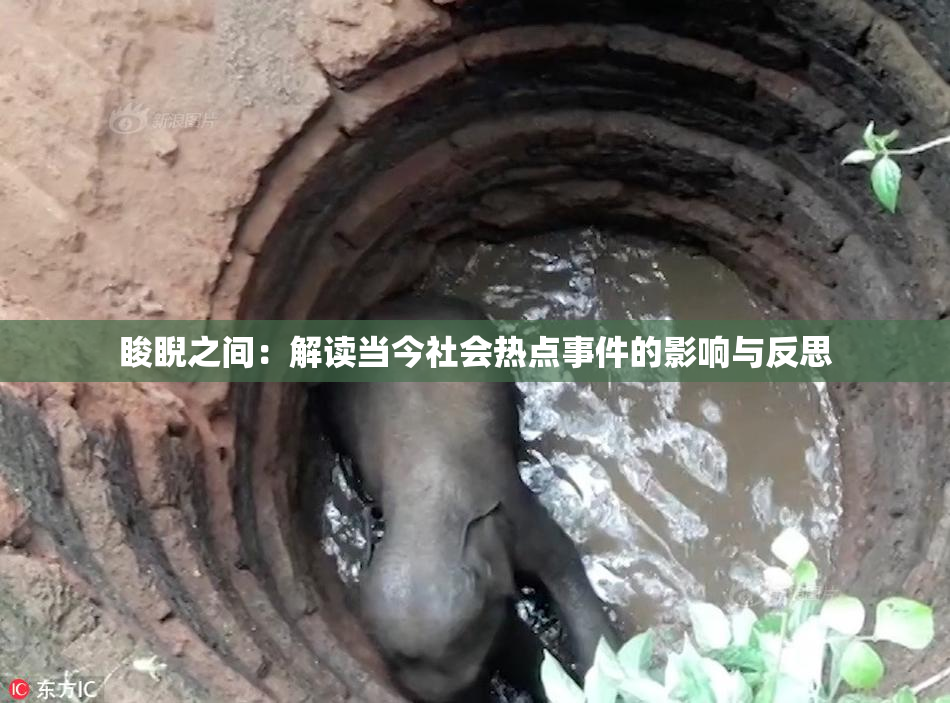 睃睨之间：解读当今社会热点事件的影响与反思