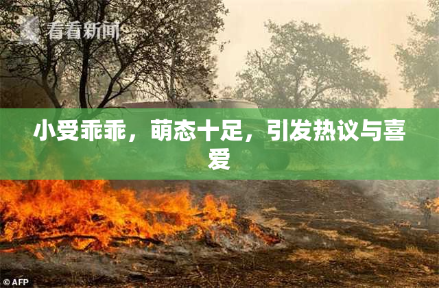 小受乖乖，萌态十足，引发热议与喜爱