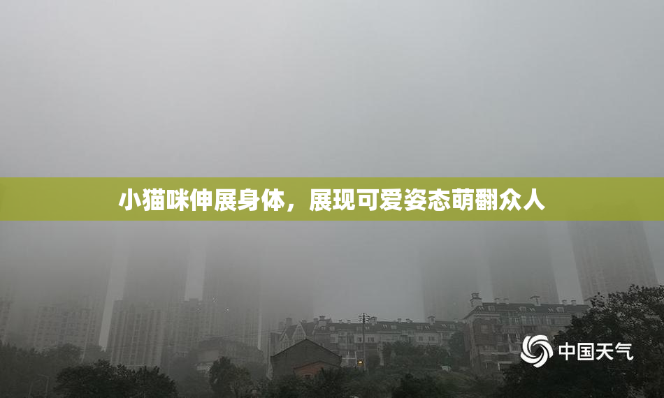 小猫咪伸展身体，展现可爱姿态萌翻众人