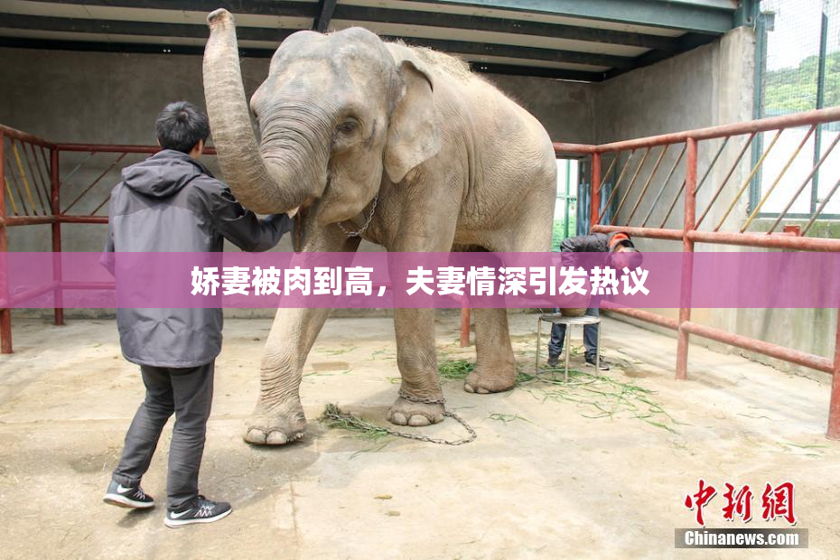 娇妻被肉到高，夫妻情深引发热议