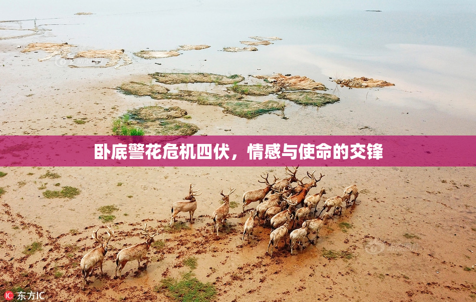 卧底警花危机四伏，情感与使命的交锋