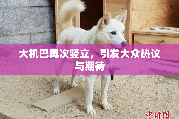 大机巴再次竖立，引发大众热议与期待