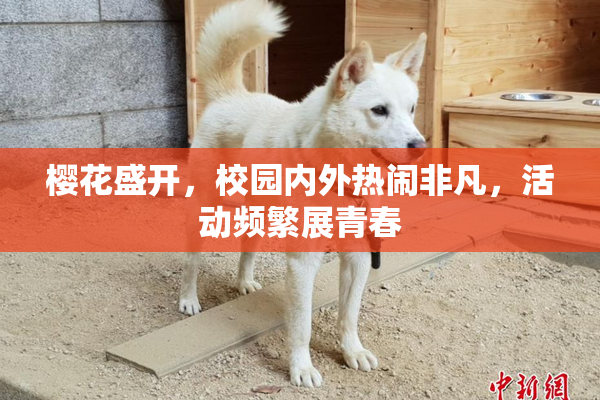 樱花盛开，校园内外热闹非凡，活动频繁展青春