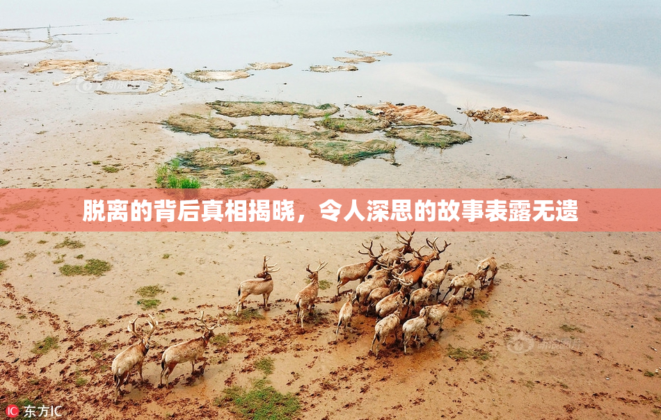 脱离的背后真相揭晓，令人深思的故事表露无遗