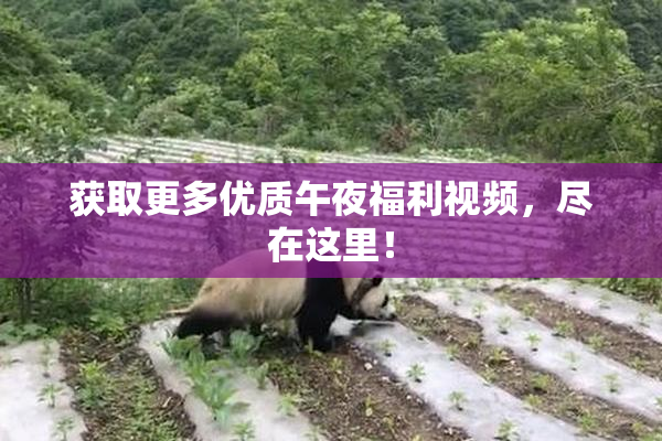 获取更多优质午夜福利视频，尽在这里！