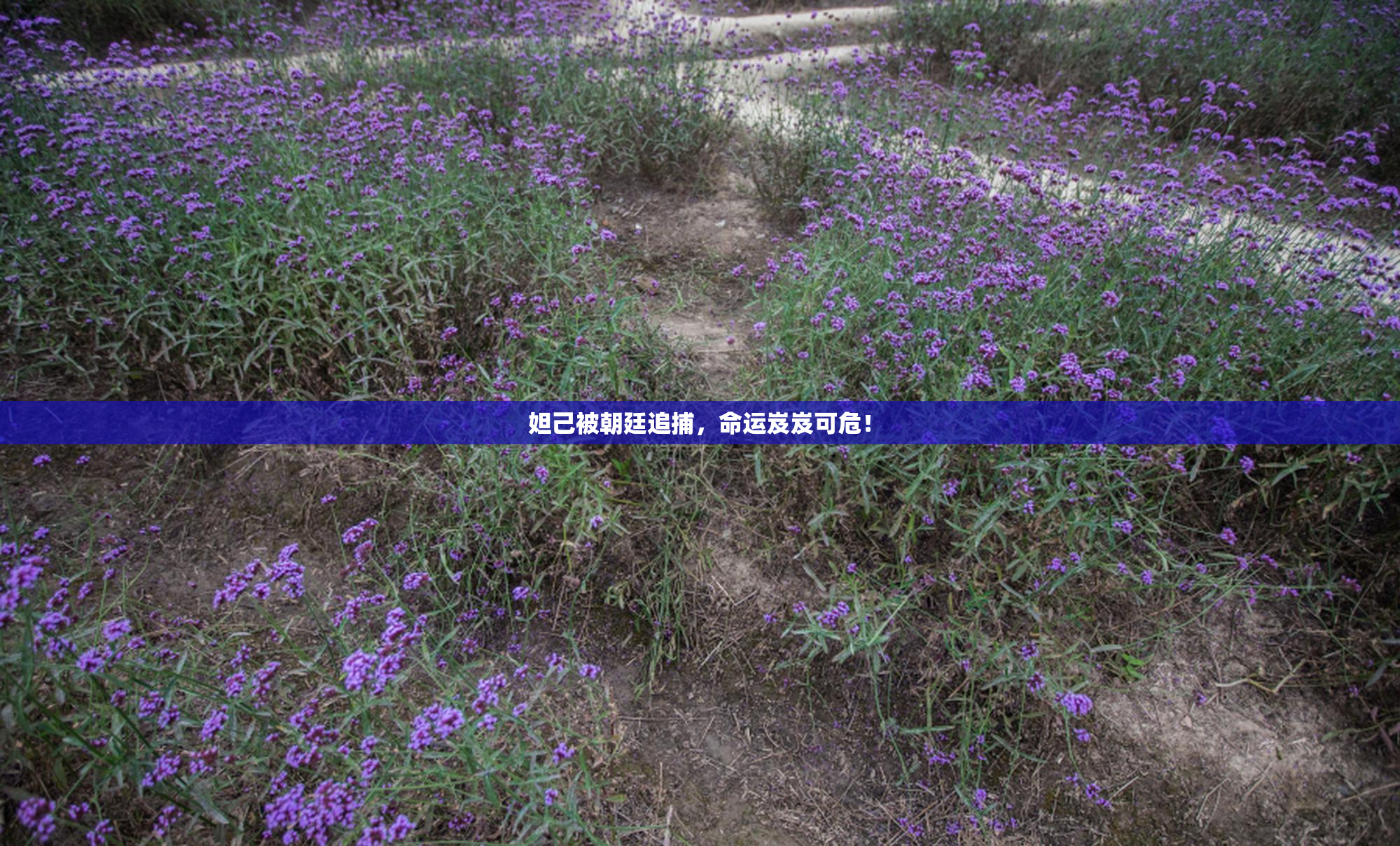 妲己被朝廷追捕，命运岌岌可危！