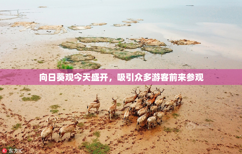 向日葵观今天盛开，吸引众多游客前来参观