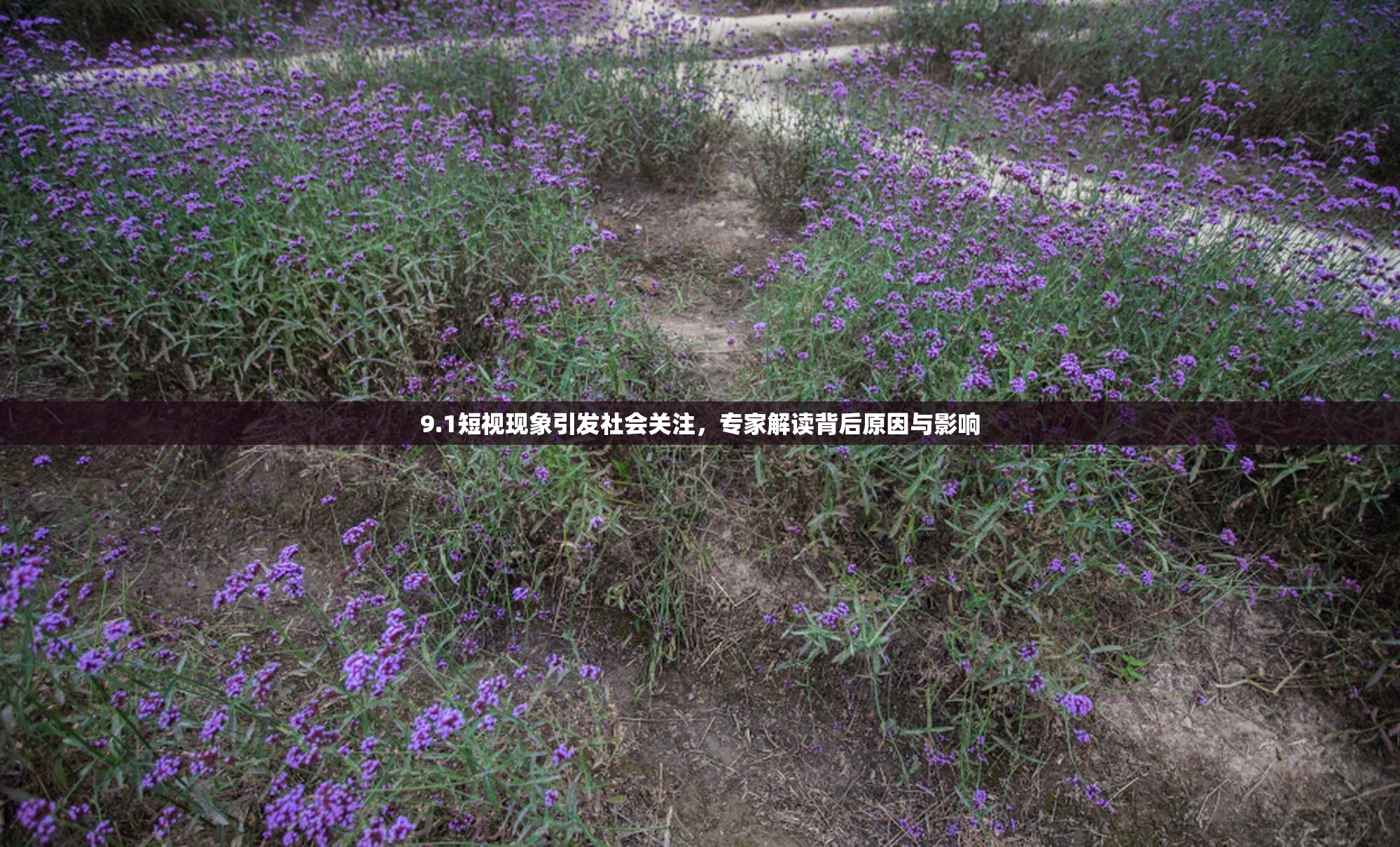 9.1短视现象引发社会关注，专家解读背后原因与影响