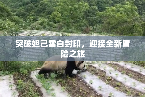突破妲己雪白封印，迎接全新冒险之旅
