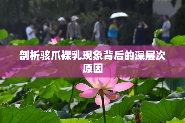 剖析骇爪裸乳现象背后的深层次原因