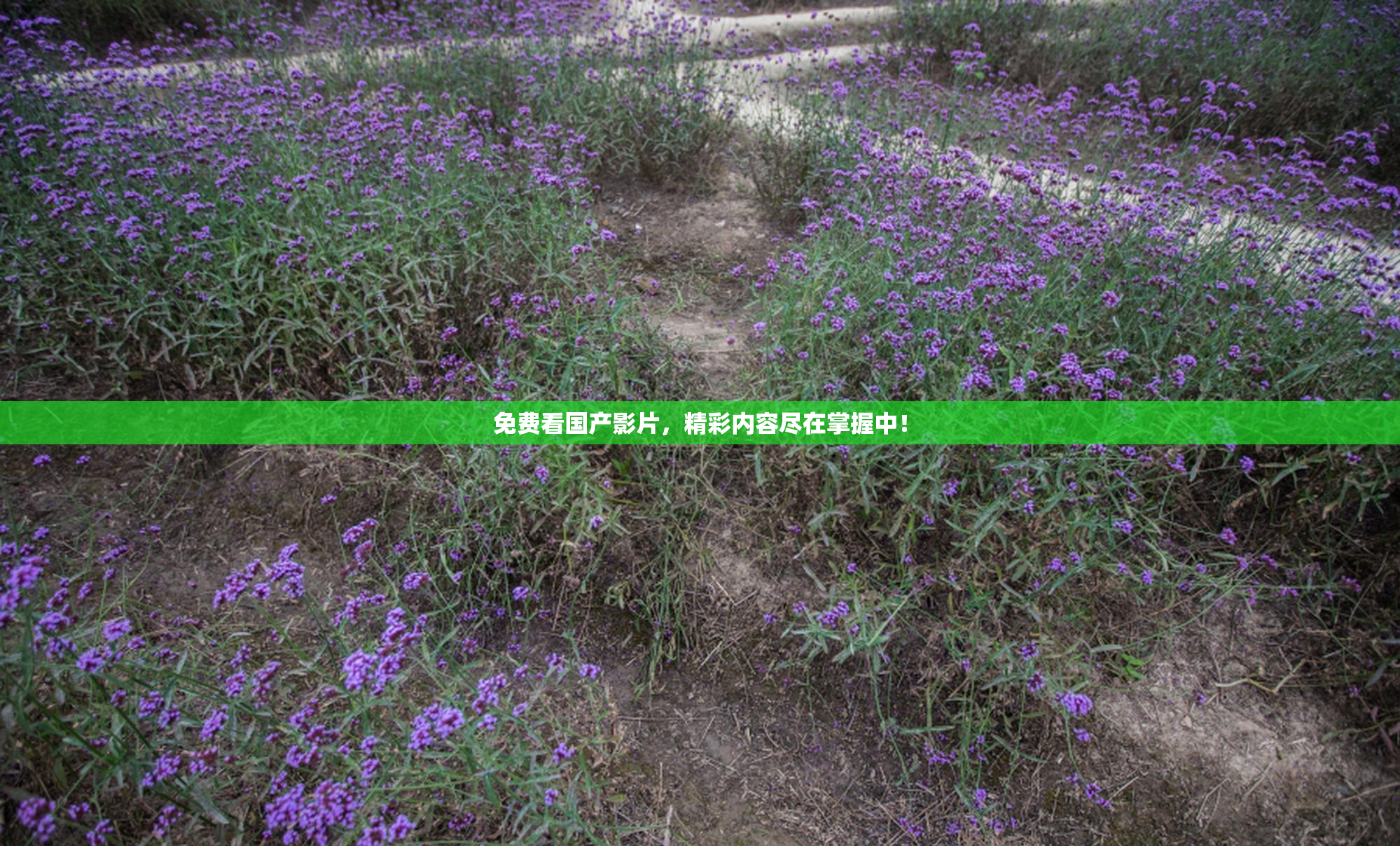 免费看国产影片，精彩内容尽在掌握中！