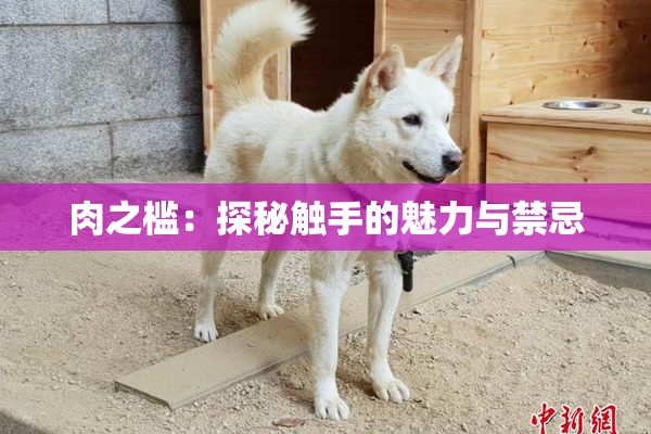 肉之槛：探秘触手的魅力与禁忌