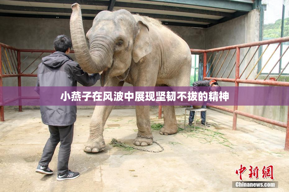 小燕子在风波中展现坚韧不拔的精神