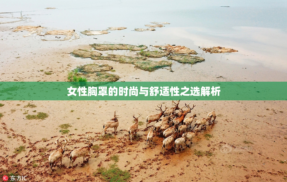 女性胸罩的时尚与舒适性之选解析