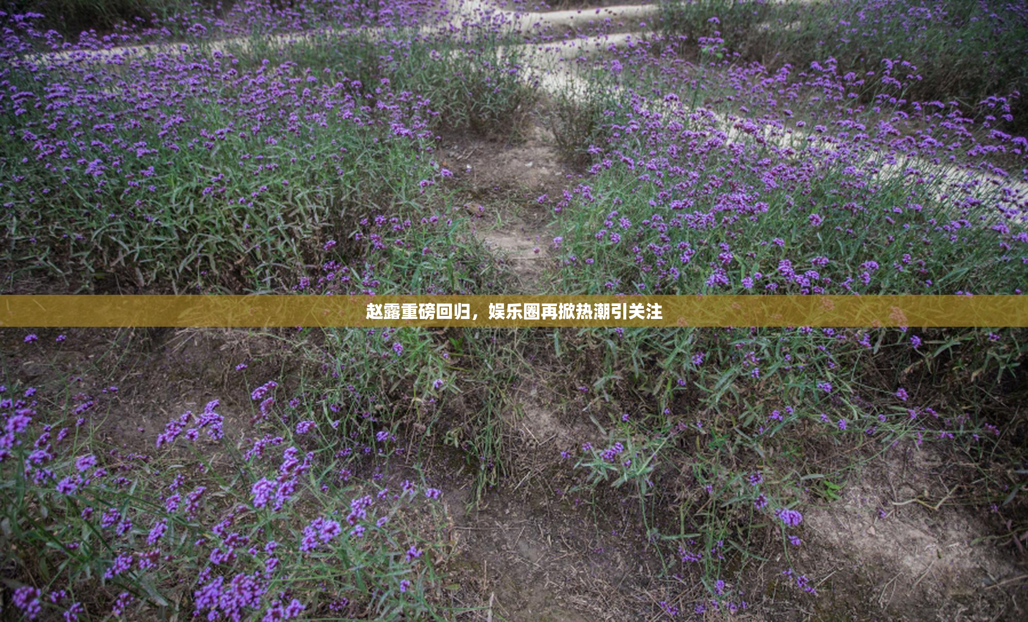赵露重磅回归，娱乐圈再掀热潮引关注