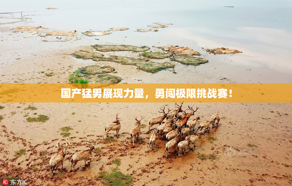 国产猛男展现力量，勇闯极限挑战赛！
